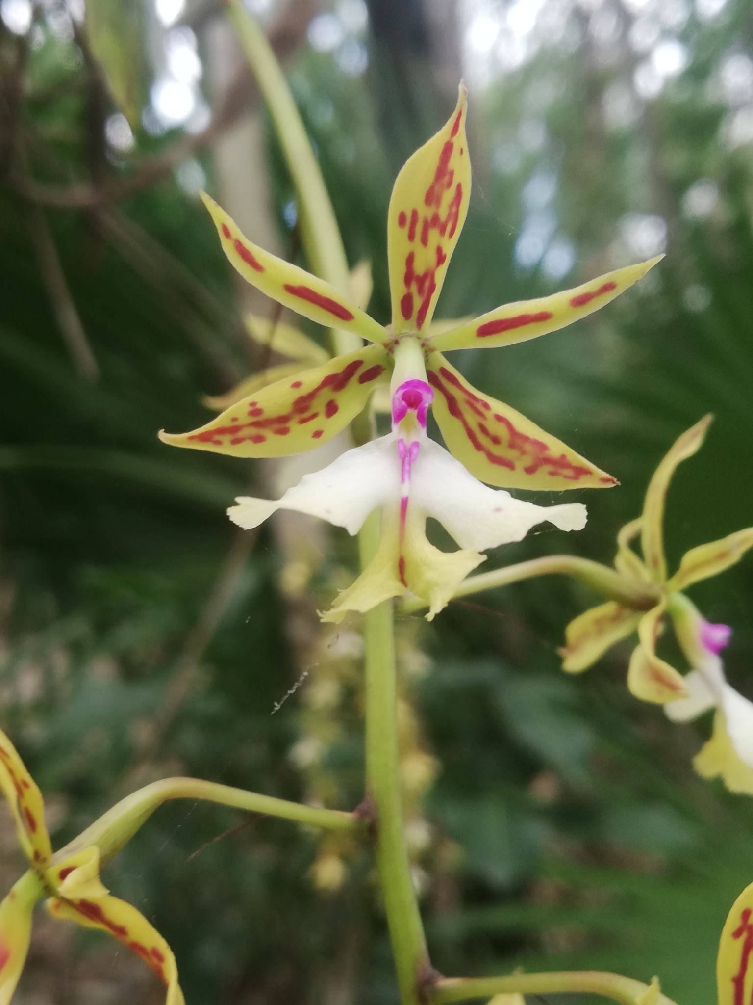 Epidendrum stamfordianum
